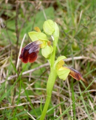 Ophrys x gauthieri
