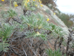 Astragalus arnacantha