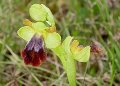 Ophrys x gauthieri
