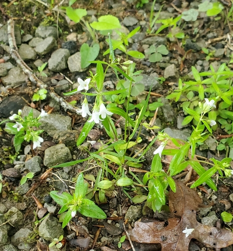 Image of Canadian Summer Bluet (Houstonia canadensis) by no rights reserved