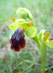 Ophrys x gauthieri