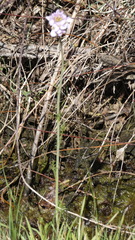 Cardamine raphanifolia