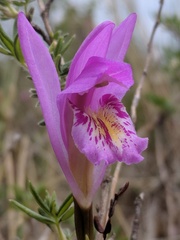 Arethusa bulbosa