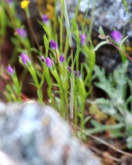 Githopsis specularioides