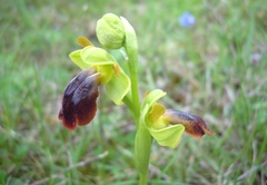 Ophrys x gauthieri