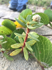 Blutaparon portulacoides