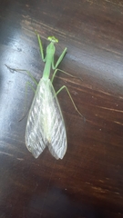 Macromantis hyalina