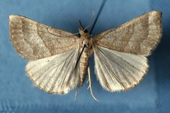 Hypena atomaria