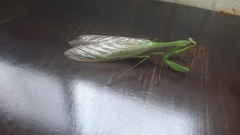 Macromantis hyalina
