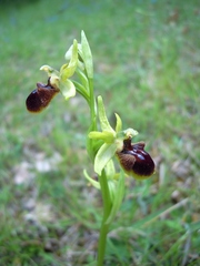 Ophrys sphegodes sphegodes