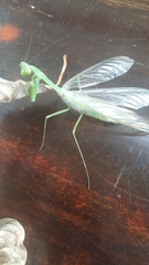 Macromantis hyalina