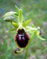 Ophrys sphegodes sphegodes