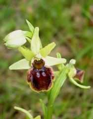 Ophrys sphegodes sphegodes