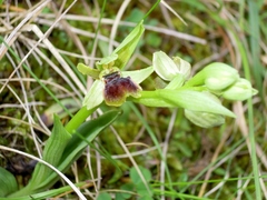 Ophrys sphegodes sphegodes