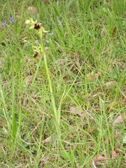 Ophrys sphegodes sphegodes