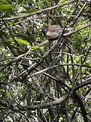 Junco