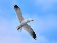 Larus canus