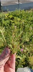 Erodium cicutarium