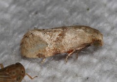 Platphalonidia magdalenae