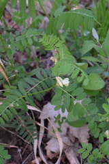 Vicia abbreviata