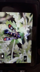 Synanthedon conopiformis