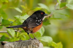 Pipilo maculatus oregonus