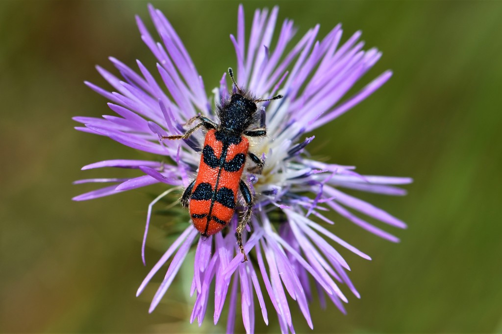 Trichodes umbellatarum