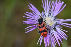 Trichodes umbellatarum