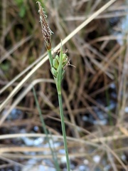 Carex livida