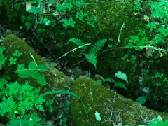 Melica smithii
