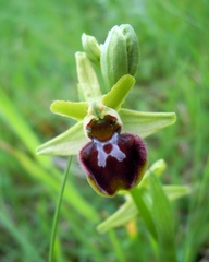 Ophrys sphegodes sphegodes