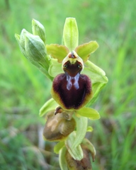 Ophrys sphegodes sphegodes