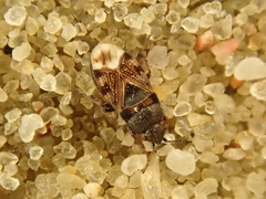 Pionosomus opacellus