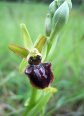 Ophrys sphegodes sphegodes