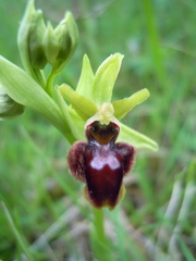 Ophrys sphegodes sphegodes