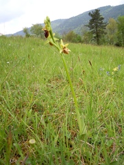 Ophrys sphegodes sphegodes