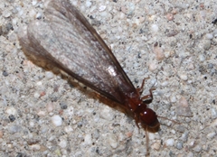 Zootermopsis nevadensis