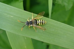Nomada goodeniana