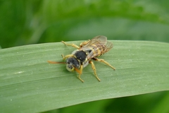 Nomada goodeniana