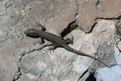 Podarcis muralis maculiventris