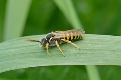 Nomada goodeniana