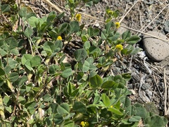 Medicago lupulina
