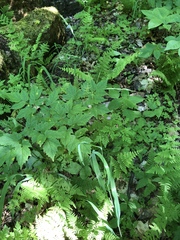 Melica smithii
