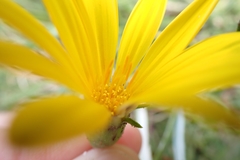 Gazania krebsiana serrulata