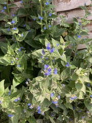 Pentaglottis sempervirens