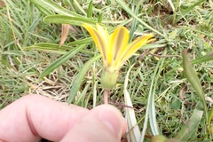 Gazania krebsiana serrulata