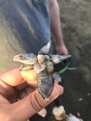Dosima fascicularis