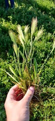 Hordeum murinum