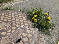 Taraxacum officinale