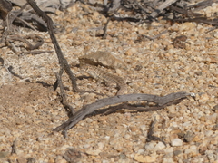 Liolaemus nigromaculatus